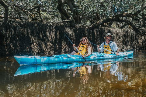 Kayak Tour In Adelaide Dolphin Sanctuary - Airlie Beach Holiday 0