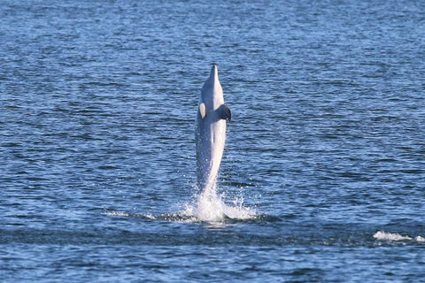 Kayak Tour In Adelaide Dolphin Sanctuary - Airlie Beach Holiday 3