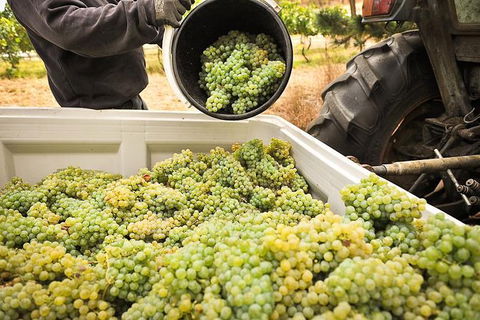 Adelaide Hills Wineries & Hahndorf - Airlie Beach Holiday 0