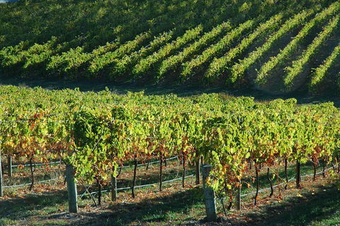 Adelaide Hills Wineries & Hahndorf - Airlie Beach Holiday 10