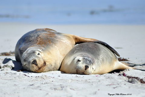 NEW TOUR - Kangaroo Island Road To Recovery Tour (1 Day/1 Night) - Airlie Beach Holiday 3