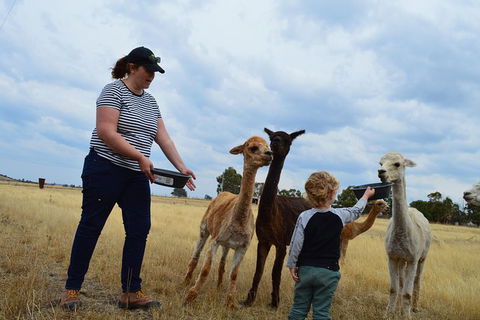 Alpaca Farm Tours With Toffeemont - Airlie Beach Holiday 4