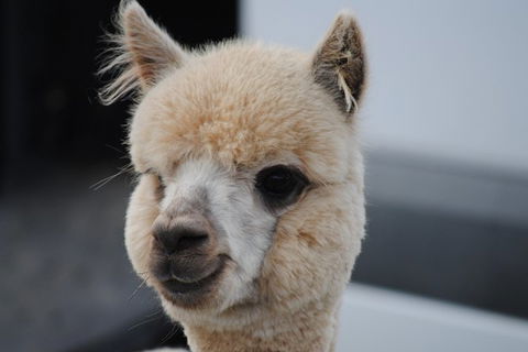 Alpaca Farm Tours With Toffeemont - Airlie Beach Holiday 0