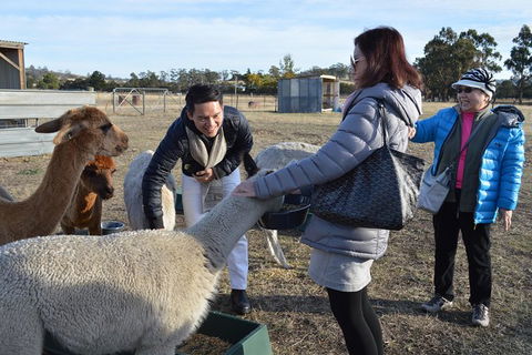 Alpaca Farm Tours With Toffeemont - Airlie Beach Holiday 2