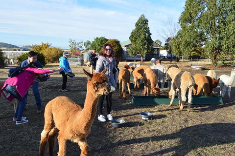 Alpaca Farm Tours With Toffeemont - Airlie Beach Holiday 5