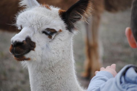 Alpaca Farm Tours With Toffeemont - Airlie Beach Holiday 1