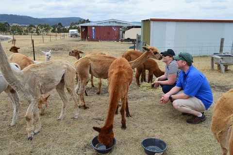 Alpaca Farm Tours With Toffeemont - Airlie Beach Holiday 3