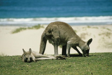 LGBT+ Friendly 12-Hour Great Ocean Road Private Tour - Airlie Beach Holiday 3