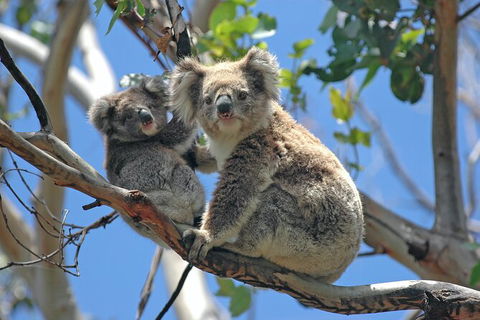 LGBT+ Friendly 12-Hour Great Ocean Road Private Tour - Airlie Beach Holiday 8