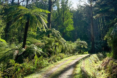 Aqueduct And Rail Trail Self-Guided Bike Tour In Warburton - Airlie Beach Holiday 3