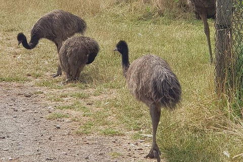 Phillip Island Penguin And Wildlife Tour - Airlie Beach Holiday 32