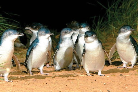Phillip Island Penguin And Wildlife Tour - Airlie Beach Holiday 0