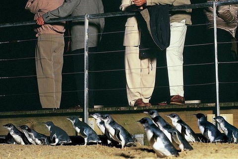Phillip Island Penguin And Wildlife Tour - Airlie Beach Holiday 20