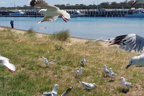 Phillip Island Penguin And Wildlife Tour - Airlie Beach Holiday 1