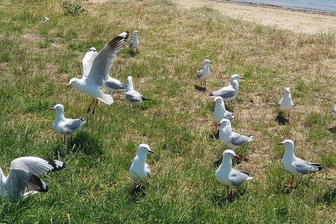 Phillip Island Penguin And Wildlife Tour - Airlie Beach Holiday 9