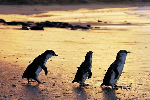 Phillip Island Penguin And Wildlife Tour - Airlie Beach Holiday 13