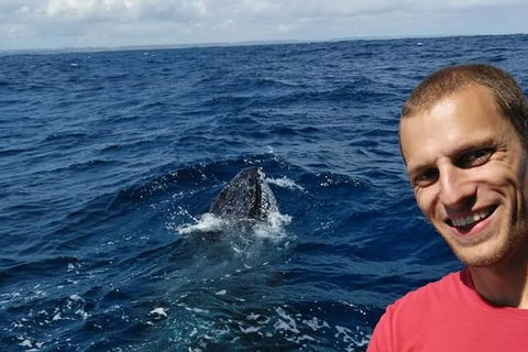 Whale Watching Boat Tour In Geraldton - Airlie Beach Holiday 2