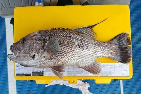 Abrolhos Islands Fishing Charter - Airlie Beach Holiday 2