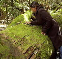 Washpool National Park - Washpool Walk - Airlie Beach Holiday