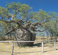 Boab Prison Tree - Airlie Beach Holiday