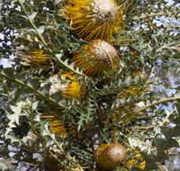 Woylie Walk Dryandra Woodland - Airlie Beach Holiday