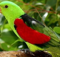 Birdworld Kuranda - Airlie Beach Holiday