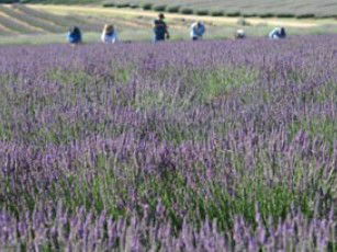 Aloomba Lavender - Airlie Beach Holiday 1