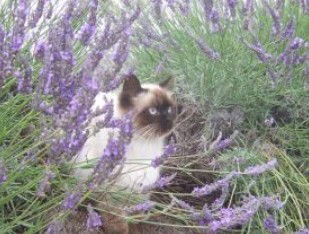 Aloomba Lavender - Airlie Beach Holiday 2