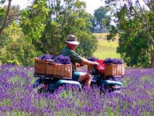 Aloomba Lavender - Airlie Beach Holiday 4
