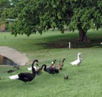 Anzac Park and Ululah Lagoon - Airlie Beach Holiday