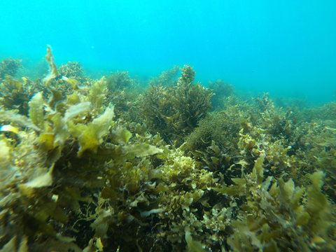 Recovery Of The Great Barrier Reef Expedition - Airlie Beach Holiday 2