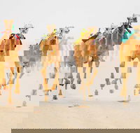 The Quirindi Camel Cup - Airlie Beach Holiday