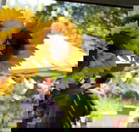 Blackville Arts and Market Day - Airlie Beach Holiday