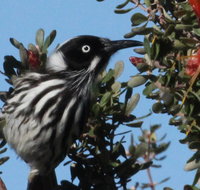 Esperance Wildflower Festival - Airlie Beach Holiday