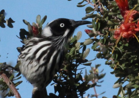 Esperance Wildflower Festival - Airlie Beach Holiday 0