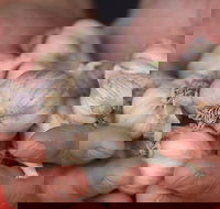 Armidale Farmers' Market - Airlie Beach Holiday