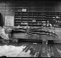 Capturing Nature Early photography at the Australian Museum 1857  1893 - Airlie Beach Holiday