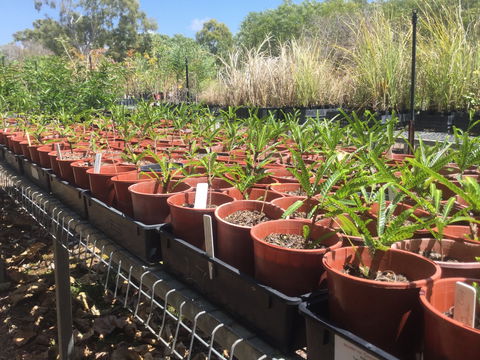 Conservation Volunteers Australia Townsville - Ocean View Nursery - Airlie Beach Holiday 2
