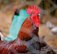 Nimbin Show - Airlie Beach Holiday
