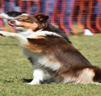 Dogs in the Park NSW Orange - Airlie Beach Holiday