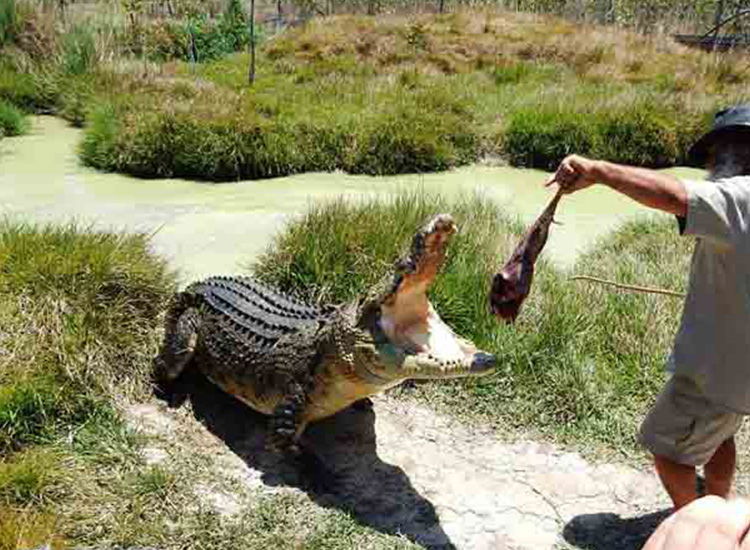 Experience Eco-Tours and Wildlife Encounters