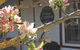 Coonawarras Pyrus Cottage - thumb 4