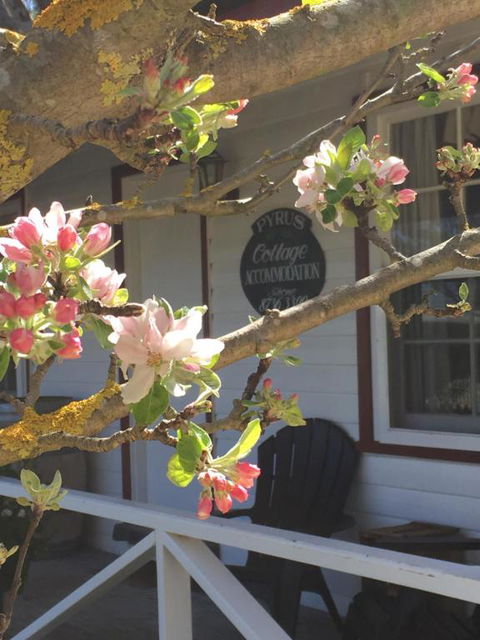 Coonawarras Pyrus Cottage - Airlie Beach Holiday 4