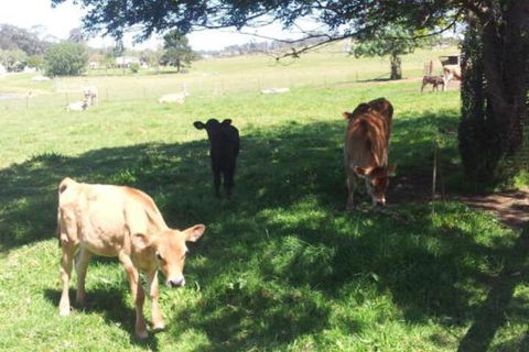 Appin Homestay B & B - Airlie Beach Holiday 2