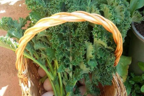 Appin Homestay B & B - Airlie Beach Holiday 4