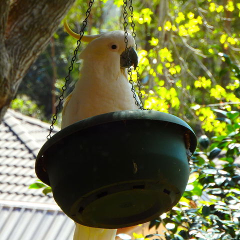 Bowral Road Bed And Breakfast - Airlie Beach Holiday 1