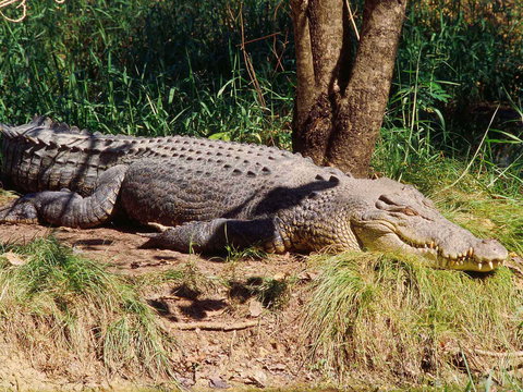 Novotel Darwin Atrium - Airlie Beach Holiday 16