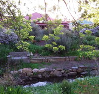 Frog Song at Willunga - Airlie Beach Holiday