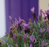 The Purple Door on Seaview - Airlie Beach Holiday