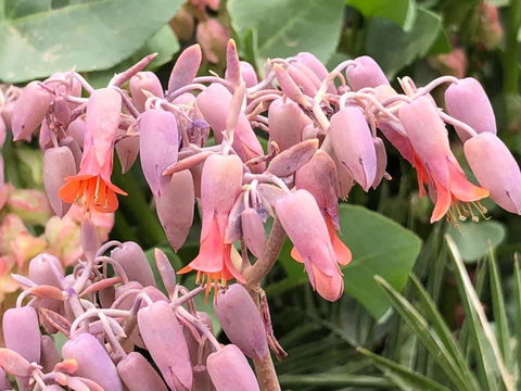 Aussie Opal Diggers Outback Retreat-Undergound - Airlie Beach Holiday 27